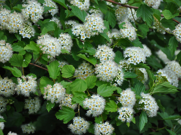 Обои картинки фото цветы, цветущие, деревья, кустарники