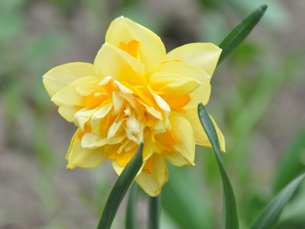 Обои картинки фото цветы, нарциссы