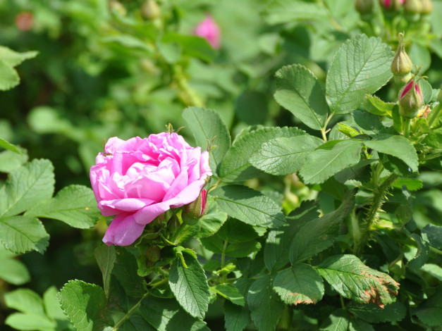 Обои картинки фото цветы, розы