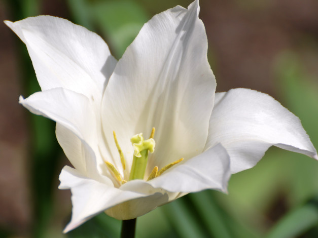 Обои картинки фото цветы, тюльпаны