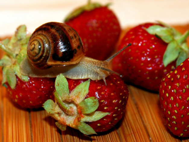 Обои картинки фото животные, улитки