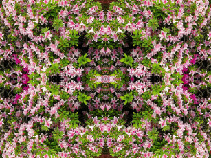 Картинка цветы рододендроны азалии