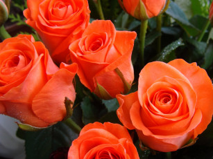 Картинка цветы розы алые