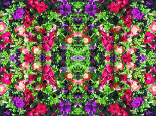 Картинка цветы петунии калибрахоа