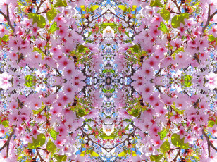 Картинка цветы сакура вишня