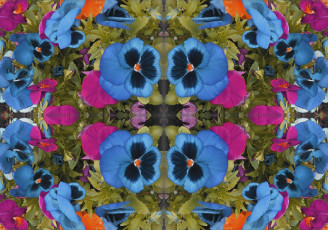 Картинка цветы анютины глазки садовые фиалки