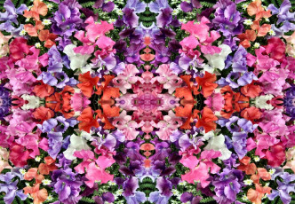 Картинка цветы