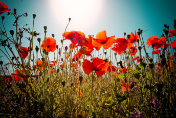 Картинка цветы маки солнечный свет красный много