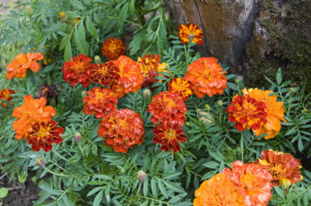 Картинка цветы бархатцы