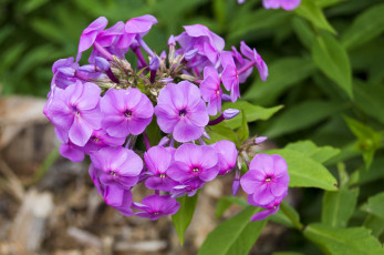 Картинка цветы флоксы