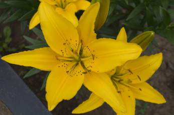 Картинка цветы лилии лилейники