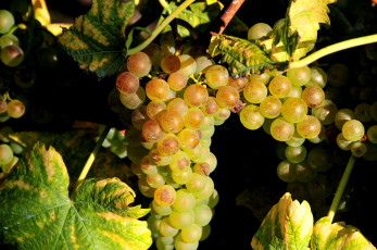 Картинка природа Ягоды виноград