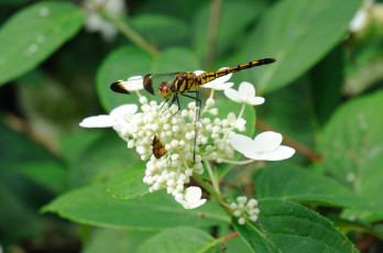 Картинка животные стрекозы цветок стрекоза