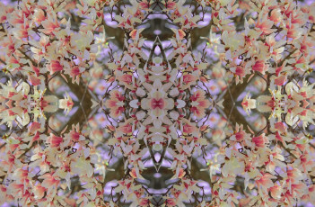 Картинка цветы магнолии