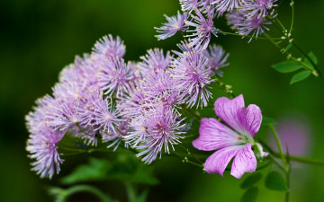 Картинка цветы луговые полевые сиреневый зеленый