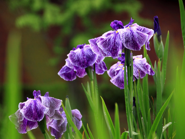 Обои картинки фото цветы, ирисы, сиреневый