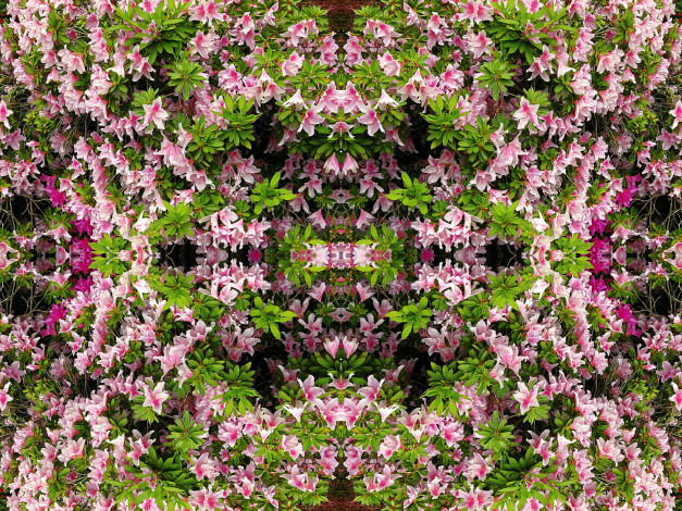 Обои картинки фото цветы, рододендроны, азалии