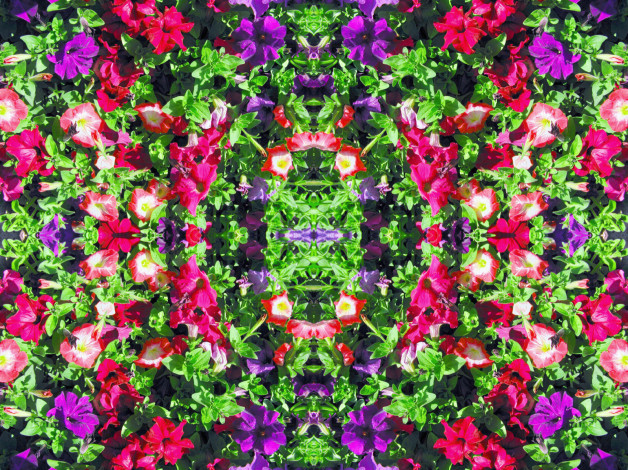 Обои картинки фото цветы, петунии, калибрахоа