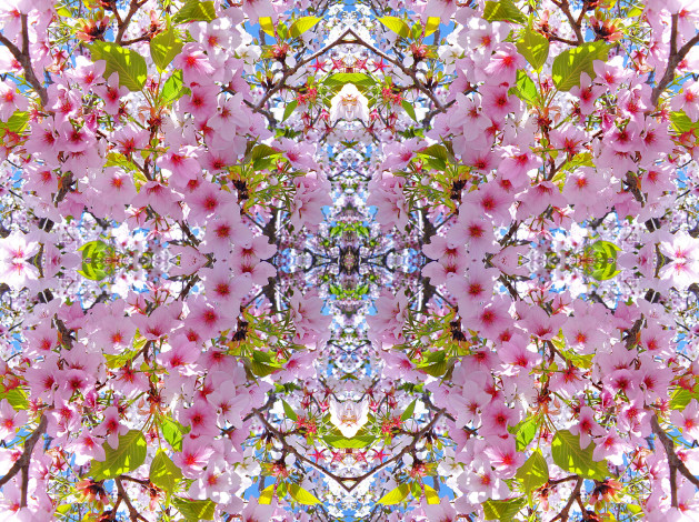 Обои картинки фото цветы, сакура, вишня