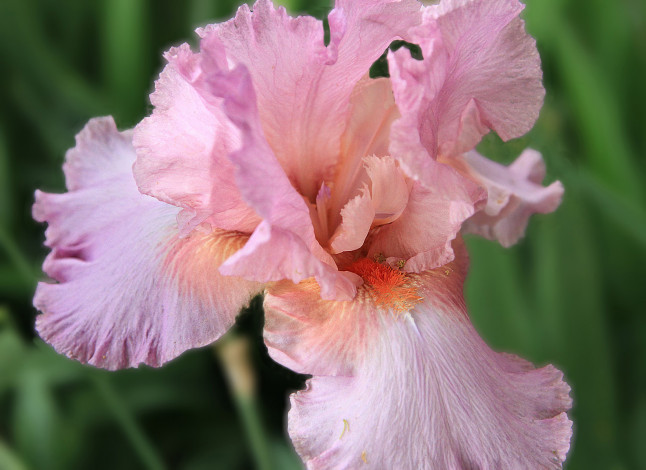 Обои картинки фото цветы, ирисы