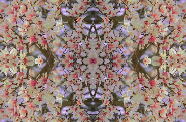 Обои картинки фото цветы, магнолии