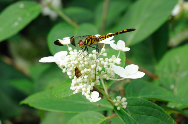 Обои картинки фото животные, стрекозы, цветок, стрекоза