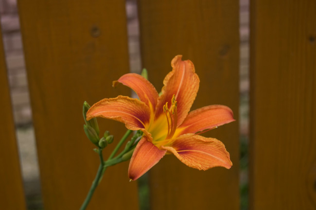 Обои картинки фото цветы, лилии, лилейники