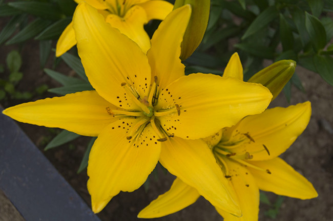 Обои картинки фото цветы, лилии, лилейники