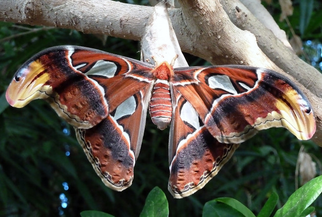 Обои картинки фото животные, бабочки, крылья, большой, пестрый