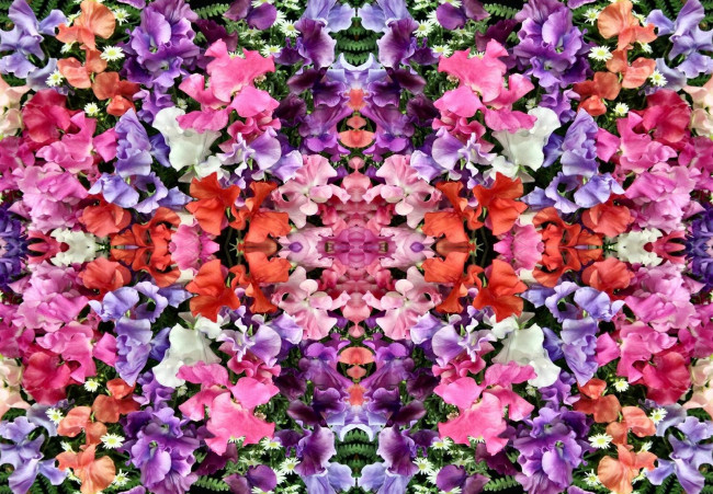 Обои картинки фото цветы