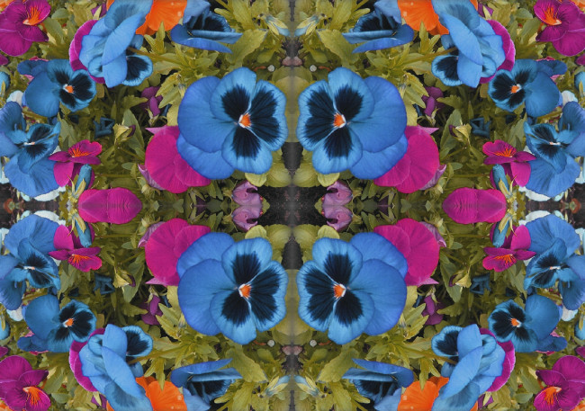 Обои картинки фото цветы, анютины, глазки, садовые, фиалки