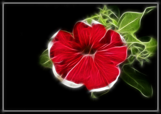 Обои картинки фото 3д, графика, flowers, цветы