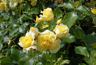 Картинка цветы розы китайская роза