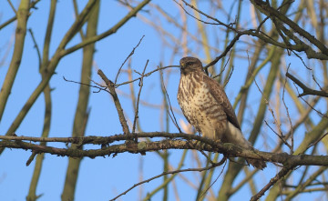 Картинка животные птицы хищники ветки