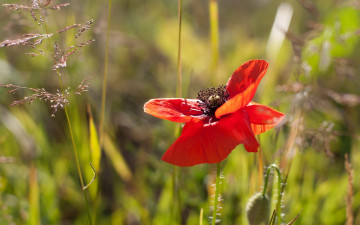 Картинка цветы маки мак