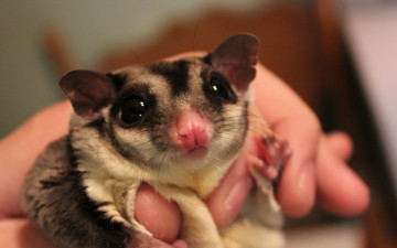 Картинка сонЯ животные сони мордочка глаза взгляд