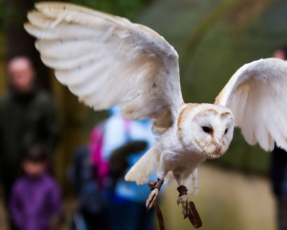 Обои картинки фото животные, совы, сипуха