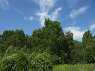 Картинка лес природа лето