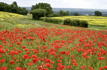 Картинка природа поля маки