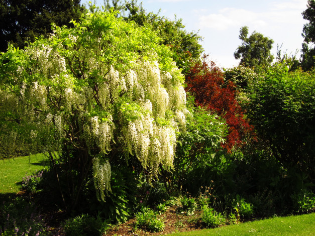 Обои картинки фото england, london, regent`s, park, природа, парк, трава, деревья, кусты