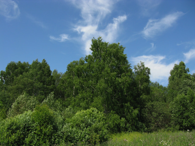 Обои картинки фото лес, природа, лето