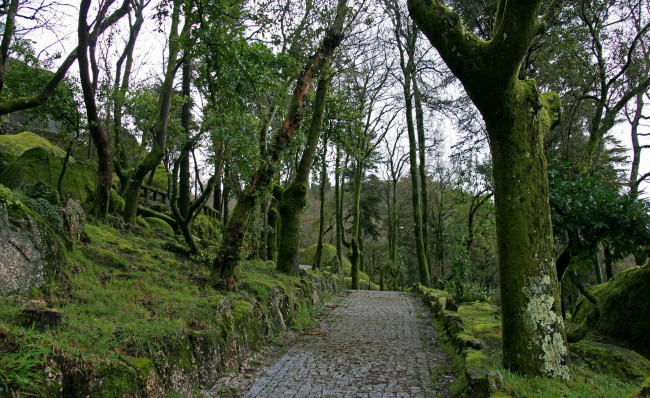 Обои картинки фото природа, дороги, дорожка, деревья, трава, мох