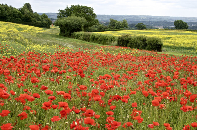 Обои картинки фото природа, поля, маки