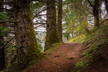 Картинка природа дороги тропинка лес