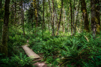 Картинка природа дороги тропинка лес