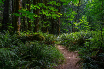 Картинка природа дороги тропинка лес