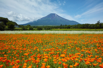 Картинка природа луга гора оранжевые луг эшшольция цветы небо