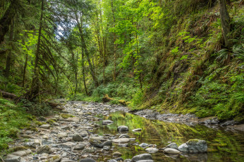 Картинка природа реки озера ручей лес