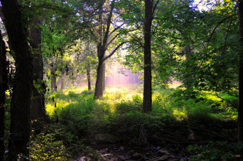 Картинка природа лес деревья