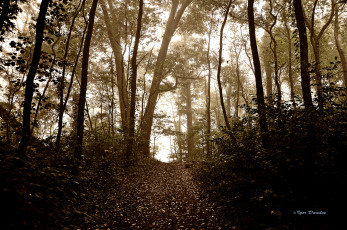 Картинка природа лес осень деревья